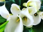 Lilies Lilies